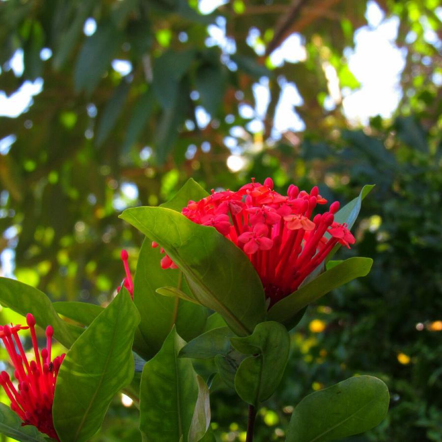 Pousada Do Sidao Ilhabela Dış mekan fotoğraf